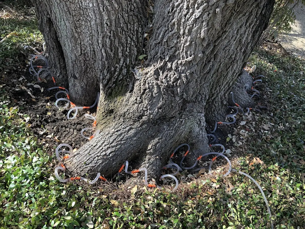 Detailed Tree Cabling and Bracing job site in Guymon