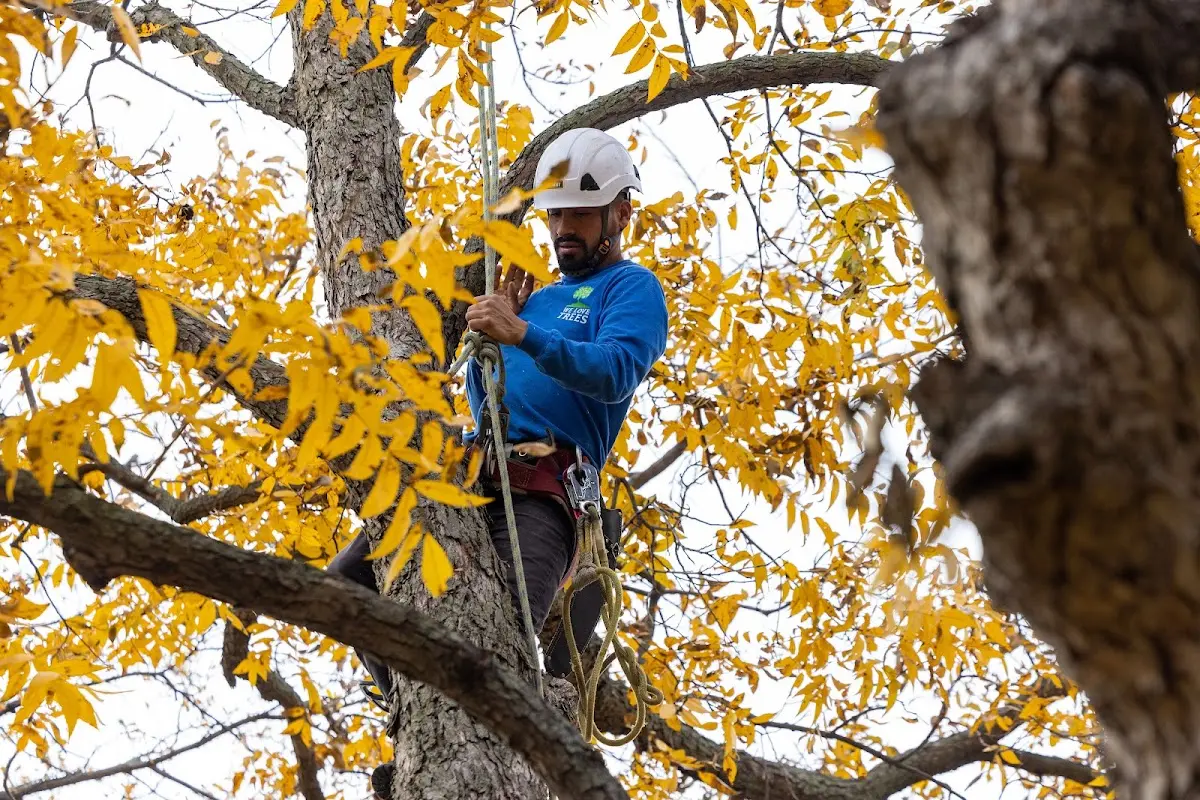 Skilled Tree Trimming crew working in Guymon